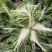 圆颗白菜，品种东京868，现砍现卖，地头装车。