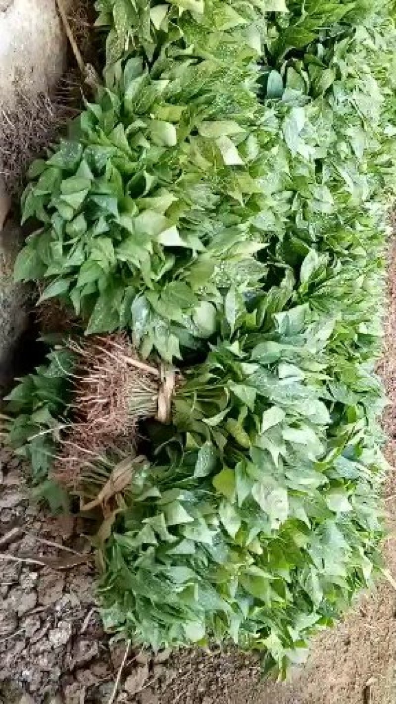 超辣朝天椒，干鲜两用，苗壮，抗病能力强