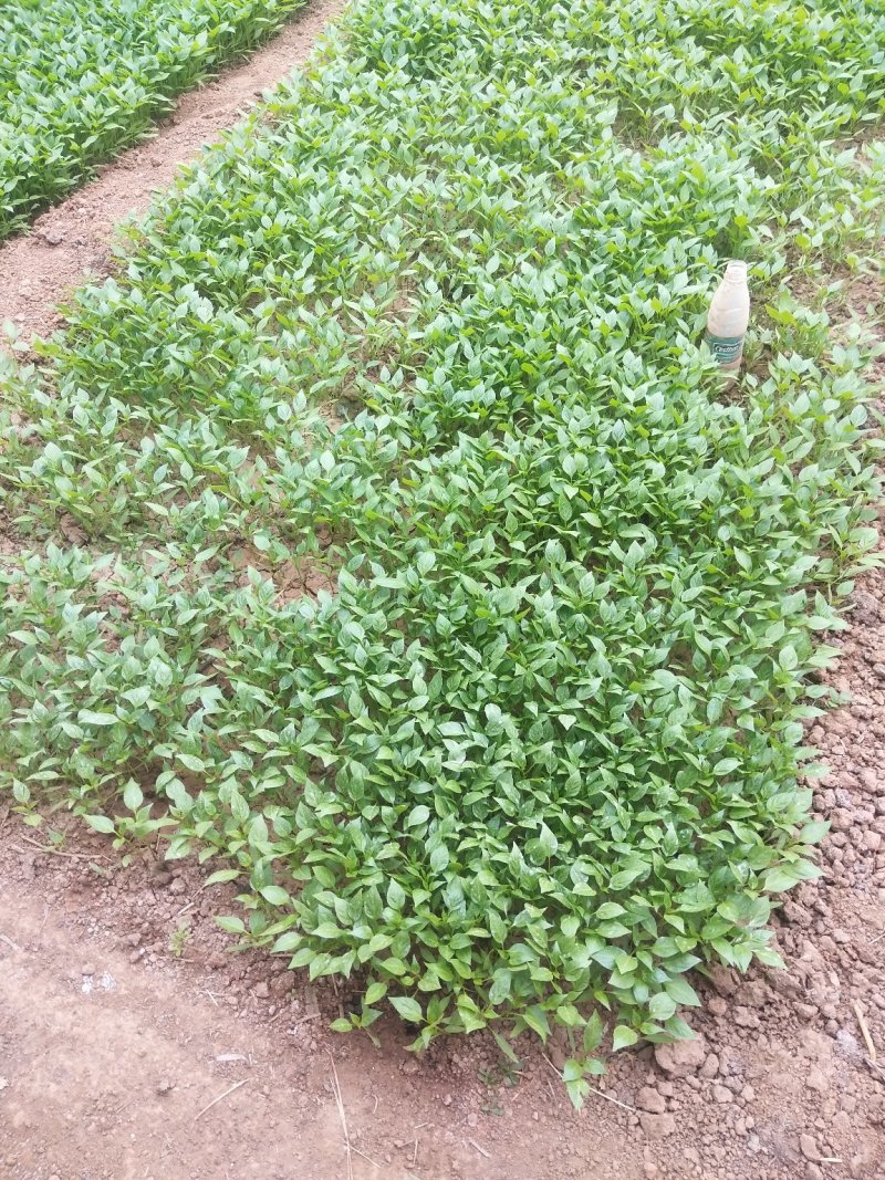 超辣朝天椒，干鲜两用，苗壮，抗病能力强