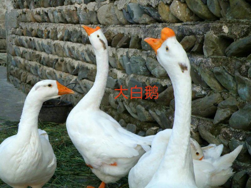 草原湖笨鹅现购现宰真空塑封两只起拍400斤包邮