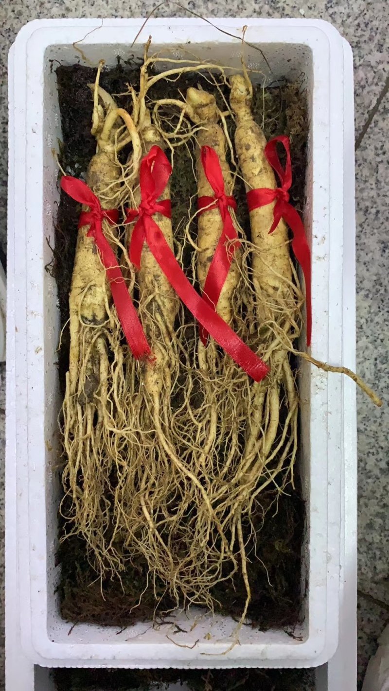 【特别推荐】各种规格长白山新鲜人参，优质选货，
