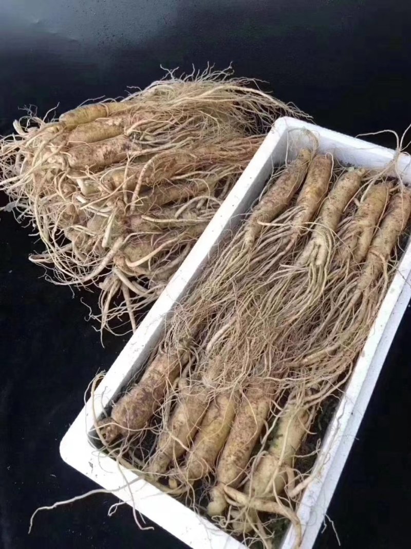 【特别推荐】各种规格长白山新鲜人参，优质选货，