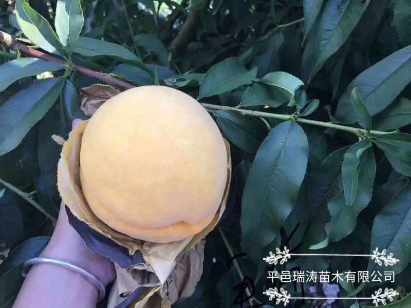 武台锦绣黄桃苗。黄油蟠品种纯正包成活包技术。
