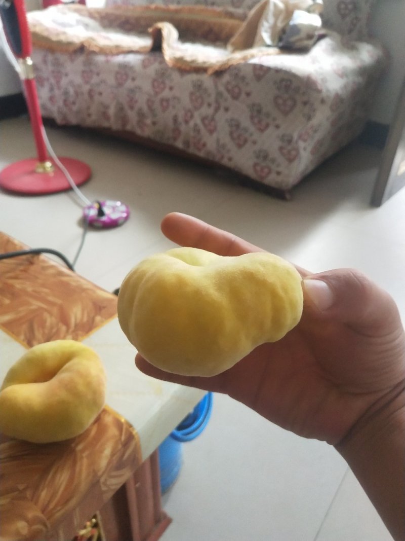武台锦绣黄桃苗。黄油蟠品种纯正包成活包技术。