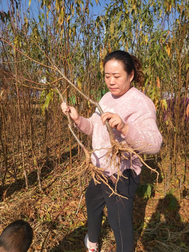 武台锦绣黄桃苗。黄油蟠品种纯正包成活包技术。