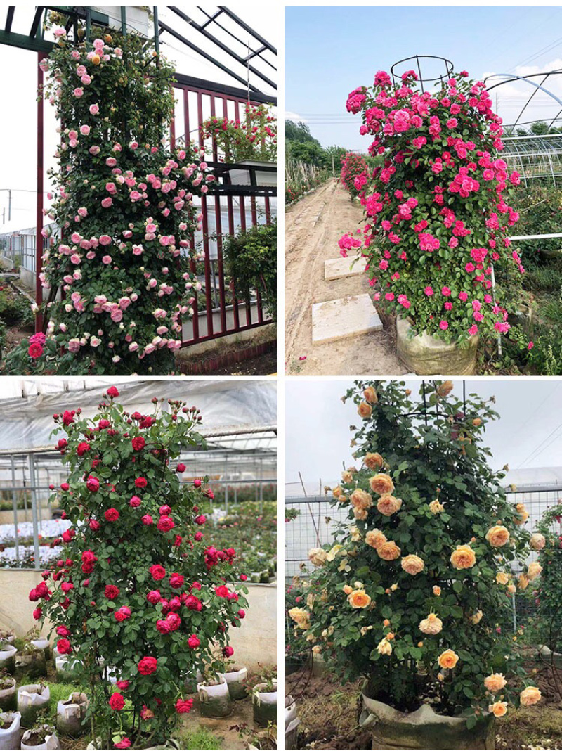 藤本月季爬藤月季2米高花苗植物花卉多季开花盆栽耐寒耐热