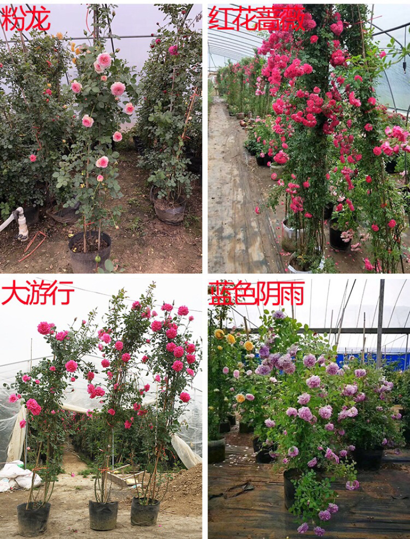 藤本月季爬藤月季2米高花苗植物花卉多季开花盆栽耐寒耐热