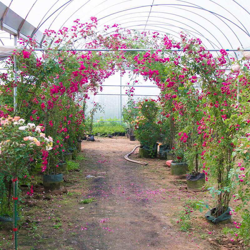 藤本月季爬藤月季2米高花苗植物花卉多季开花盆栽耐寒耐热