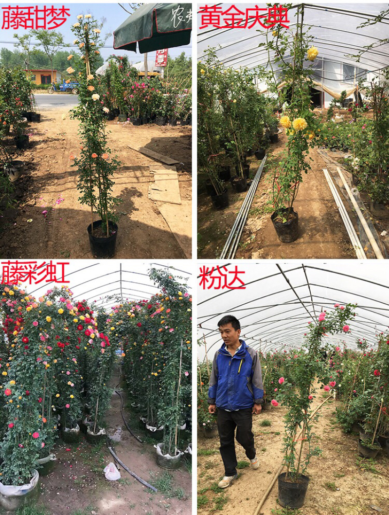 藤本月季爬藤月季2米高花苗植物花卉多季开花盆栽耐寒耐热