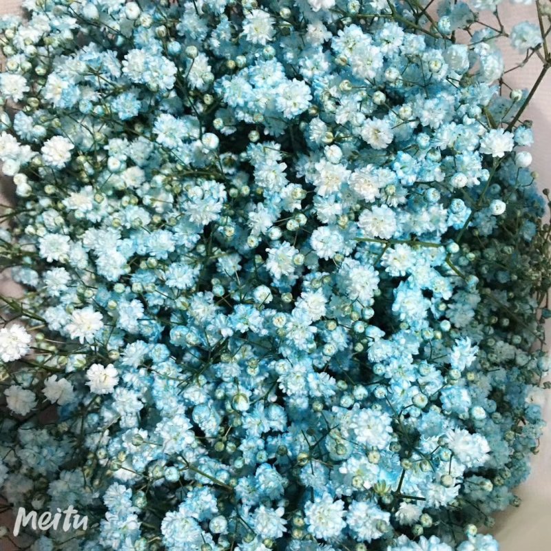 白色满天星昆明斗南直发代办代拍各类鲜花批发支持一件代发