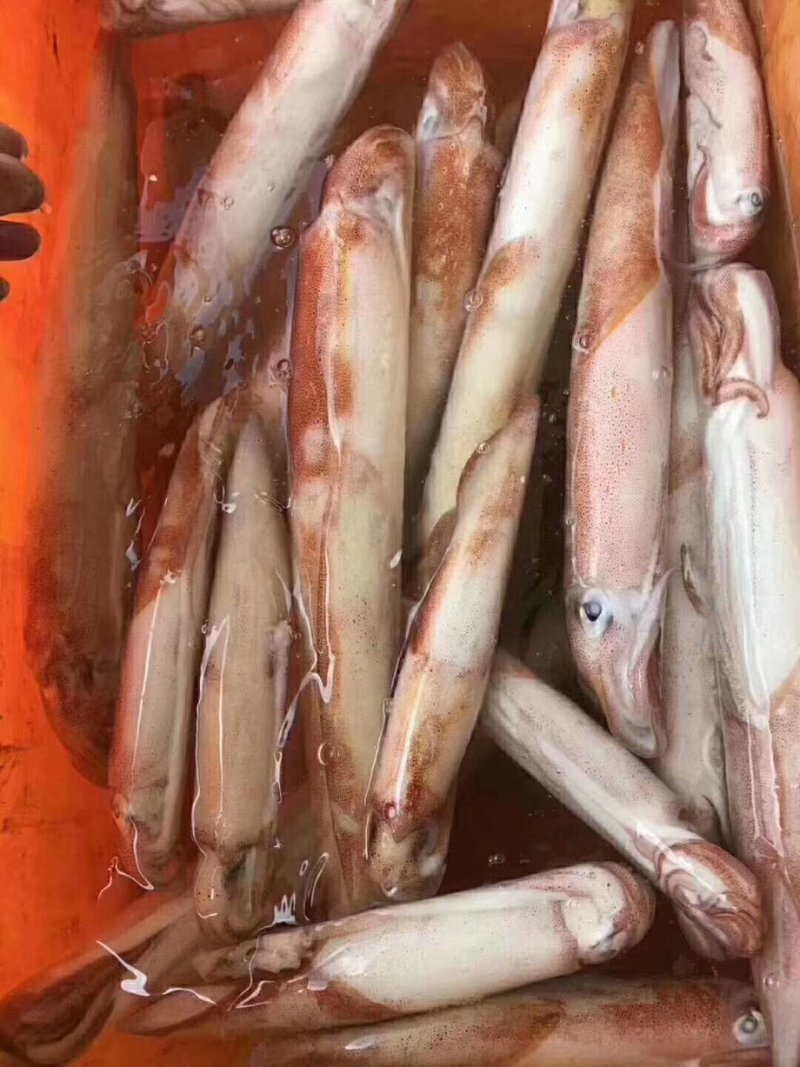 活冻鱿鱼（5斤件）刺身级品质。放心下单。冷链物流全国配送