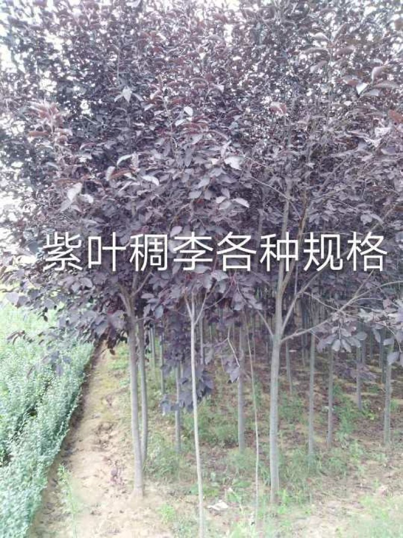 紫叶稠李，3公分，土球上车价。紫叶稠李小苗