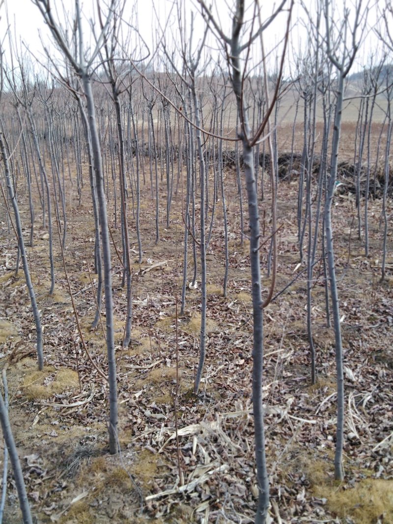 紫叶稠李，3公分，土球上车价。紫叶稠李小苗