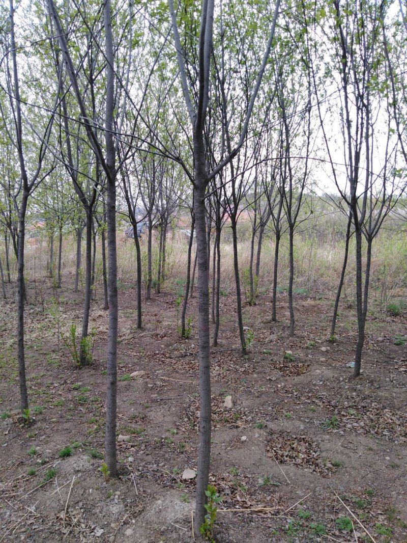 紫叶稠李，3公分，土球上车价。紫叶稠李小苗