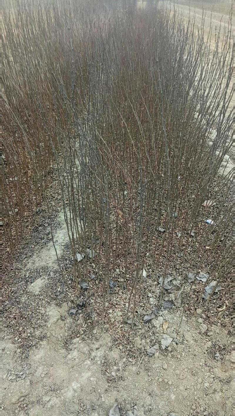 大红袍花椒苗，花椒苗基地，物流方便，诚信第一