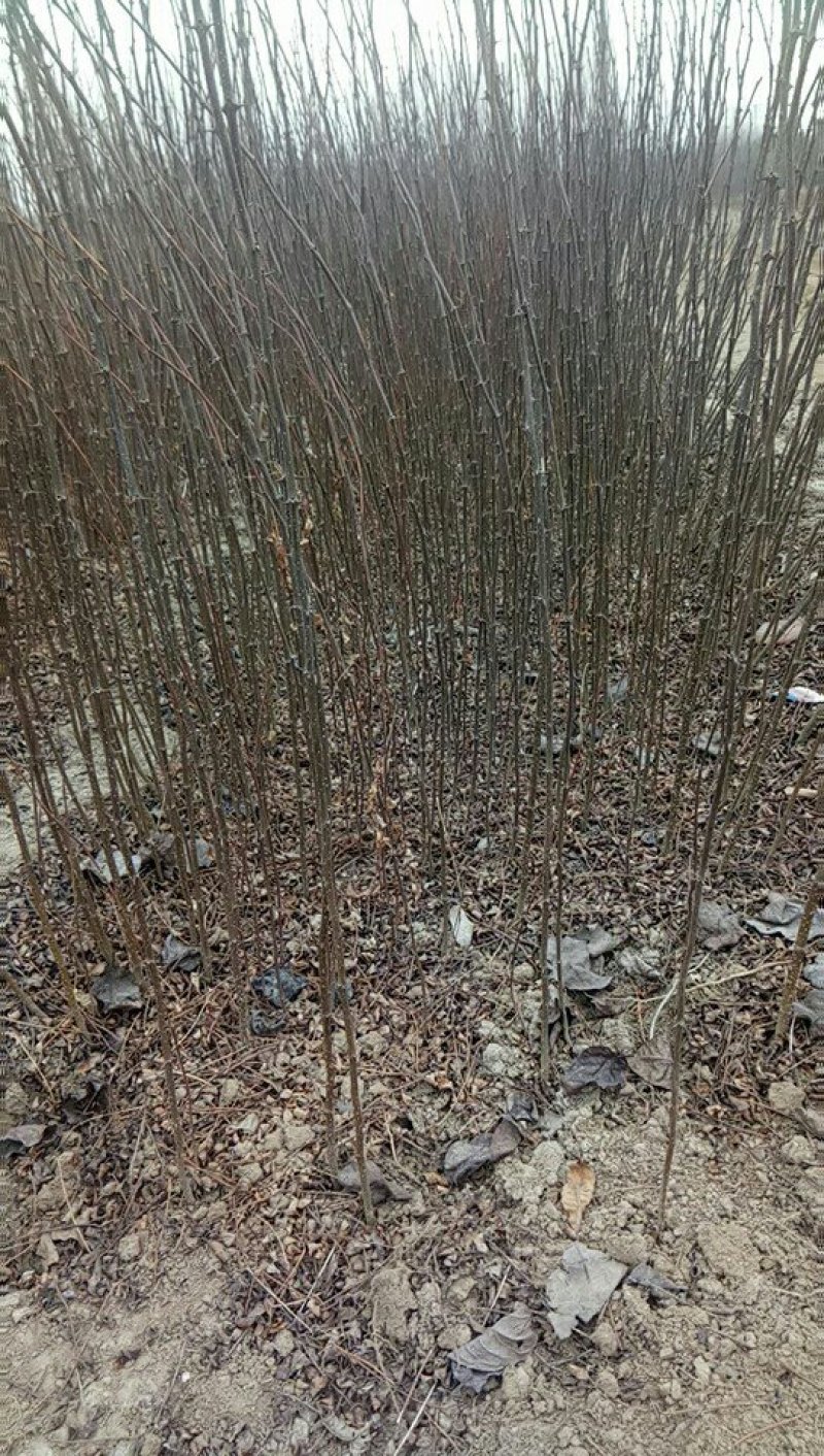 大红袍花椒苗，花椒苗基地，物流方便，诚信第一