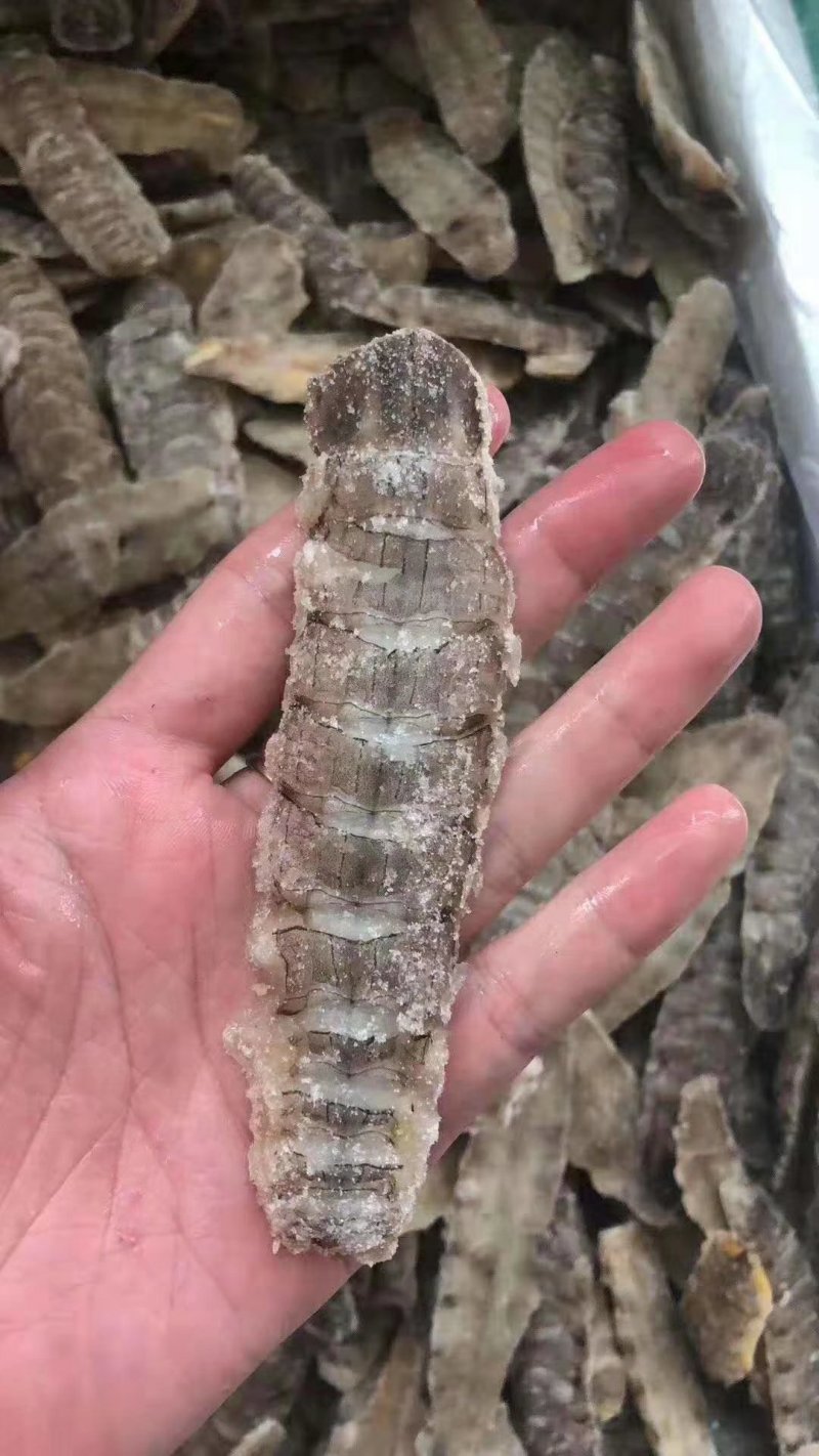 熟冻皮皮虾肉（40斤件）质量保证。冷链物流全国配送。