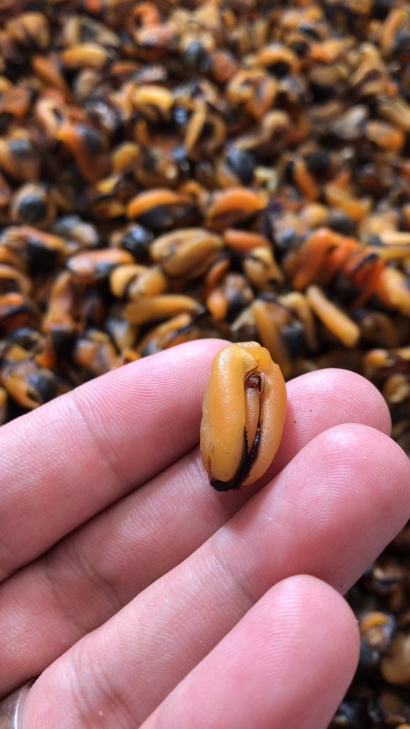 特级美味又营养又实惠淡菜干