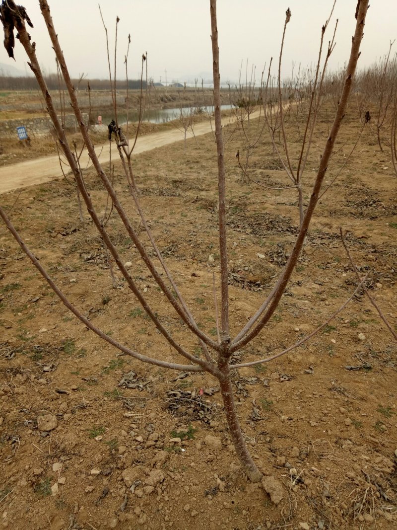 吉塞拉矮化樱桃苗，樱桃苗基地，美早，火箭，弗里斯克，