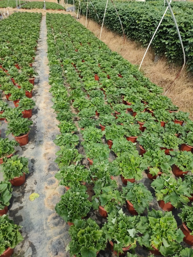 富贵菊，基地直销物美价廉，质量保证