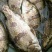 鳜鱼30~40cm食用活鱼