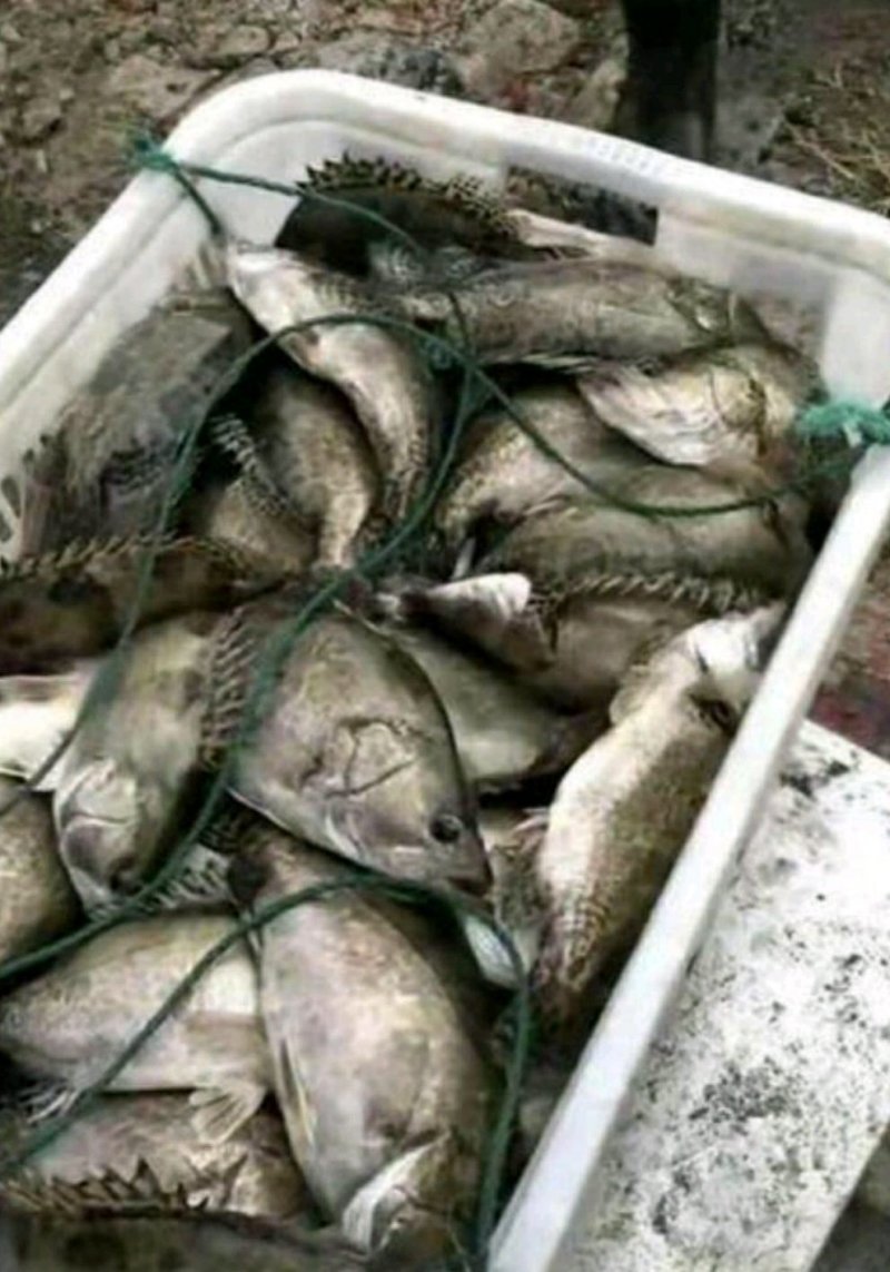 鳜鱼30~40cm食用活鱼