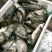 鳜鱼30~40cm食用活鱼