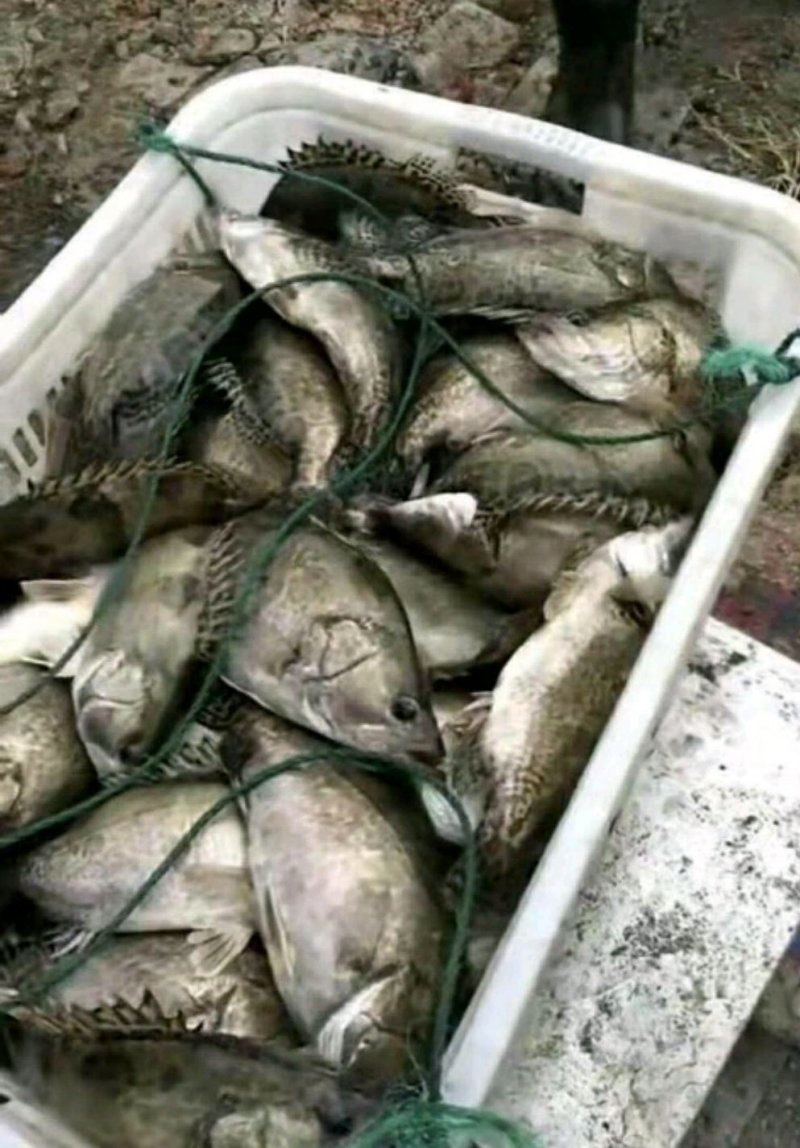 鳜鱼30~40cm食用活鱼