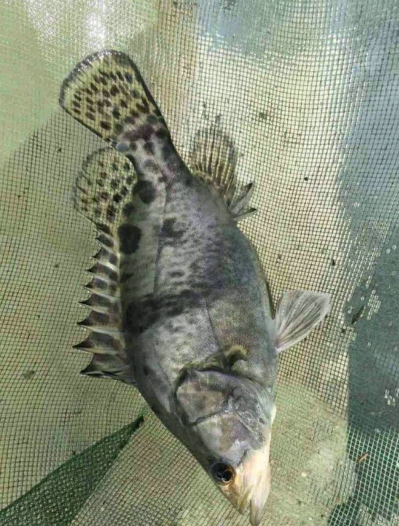 鳜鱼30~40cm食用活鱼