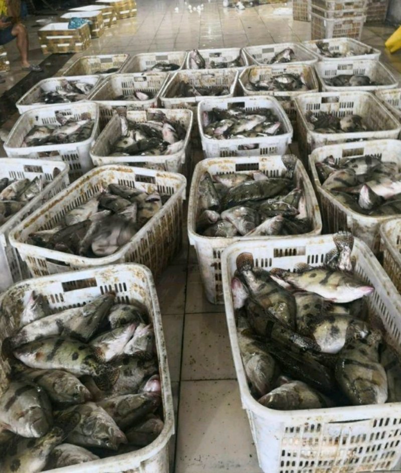 鳜鱼30~40cm食用活鱼