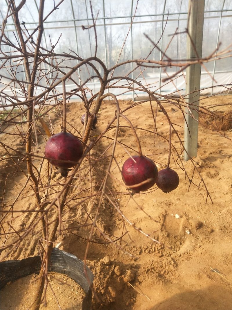 石榴树盆景观赏。也能吃80~100cm