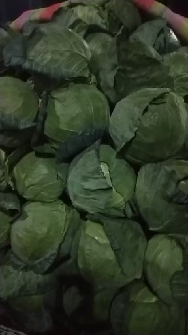 甘蓝。