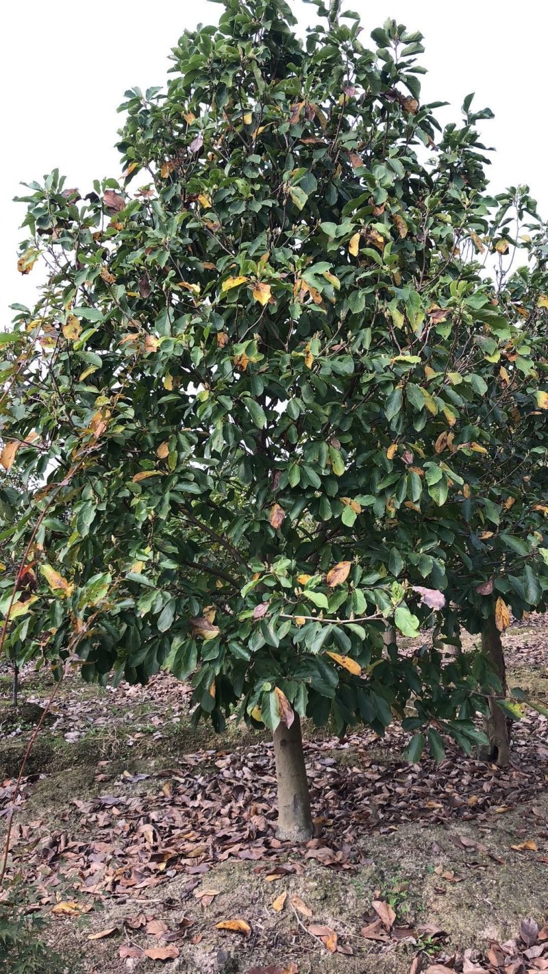 红玉兰精品苗高嫁接7-25公分