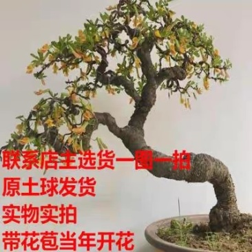 黄金雀梅南雀黄金雀锦鸡牙却没提根盆栽造型盆景