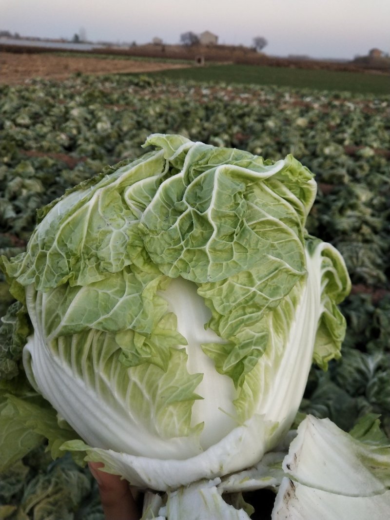 邯郸大白菜上市，基地供应，品质优，质量好，品种齐全。