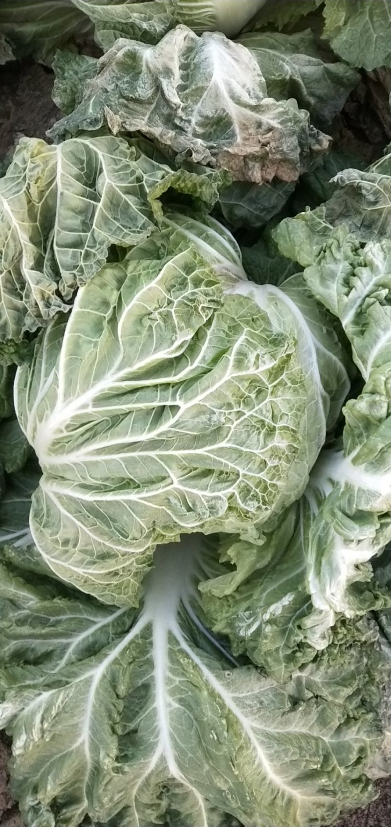 邯郸大白菜上市，基地供应，品质优，质量好，品种齐全。