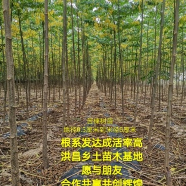 【低价】山东苦楝树苗，苦楝树2-4公分苦楝树，基地直达