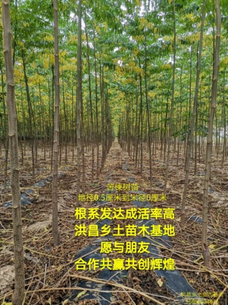 【低价】山东苦楝树苗，苦楝树2-4公分苦楝树，基地直达