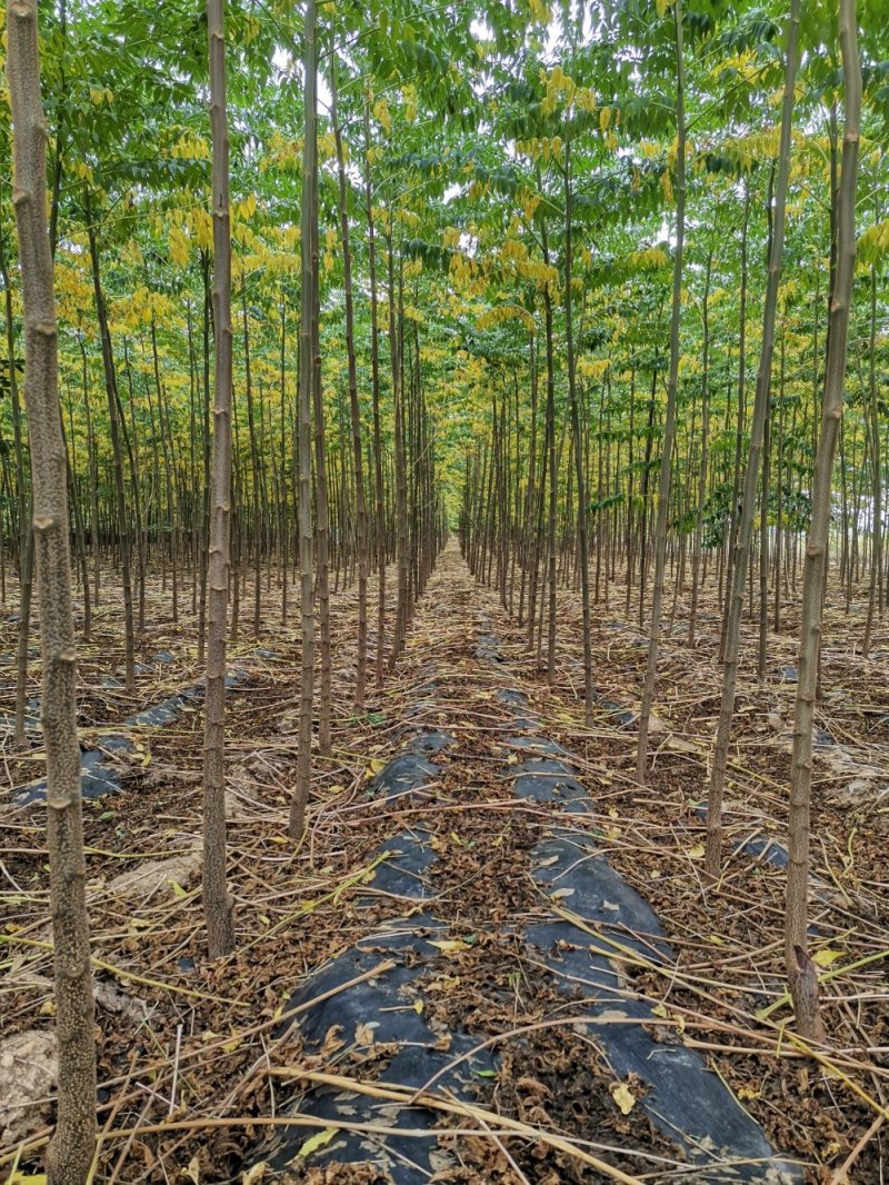 【低价】山东苦楝树苗，苦楝树2-4公分苦楝树，基地直达