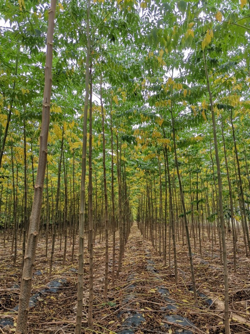 【低价】山东苦楝树苗，苦楝树2-4公分苦楝树，基地直达