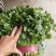 大叶香菜20~25厘米以上，一年四季蔬菜