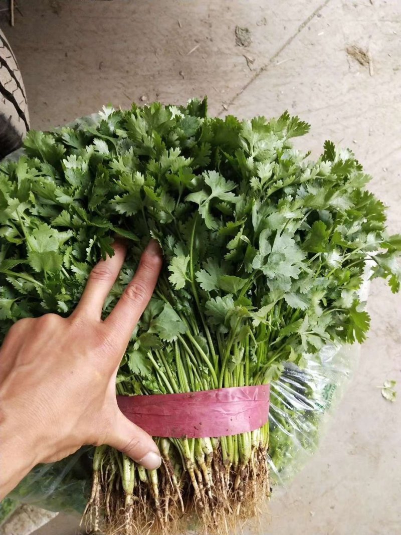 大叶香菜20~25厘米以上，一年四季蔬菜