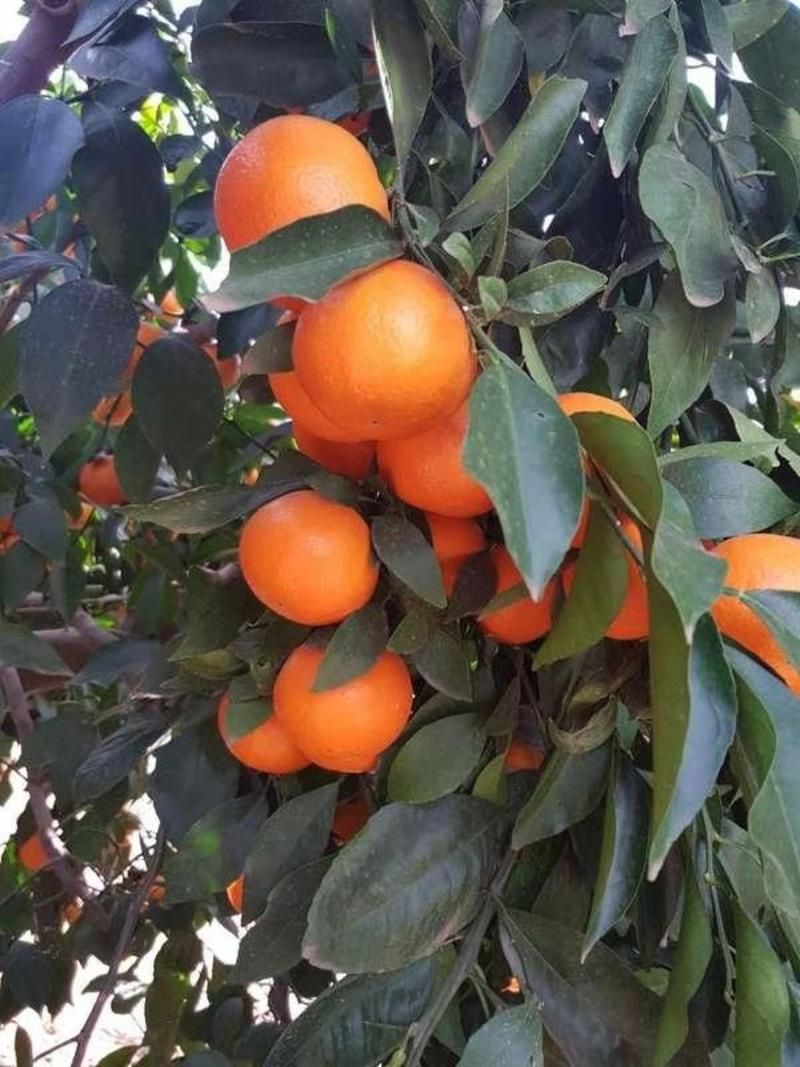 湖北宜昌秭归血橙65~70mm。果肉是红色的一种脆甜橙