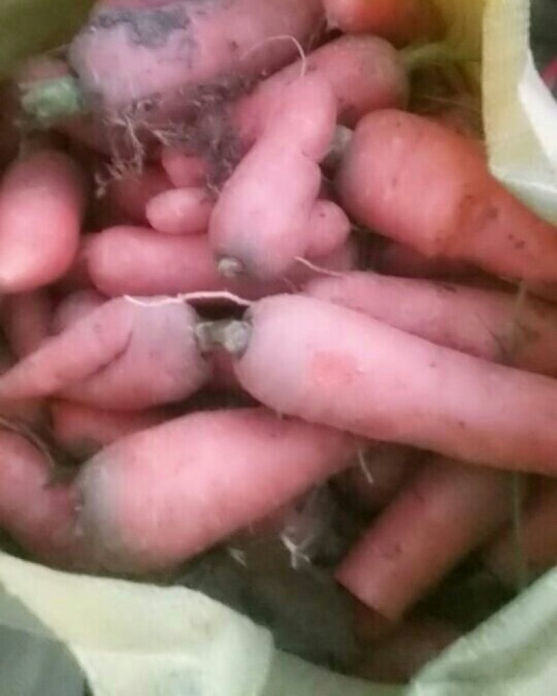 预售河南南阳次品胡萝卜大量市有货可做脱水蔬菜腌菜牛羊猪牛