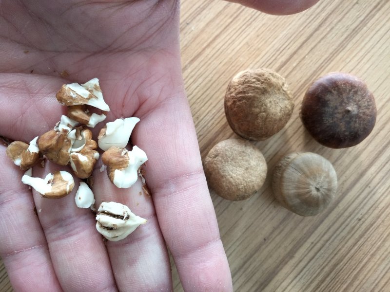 风流果正宗广西