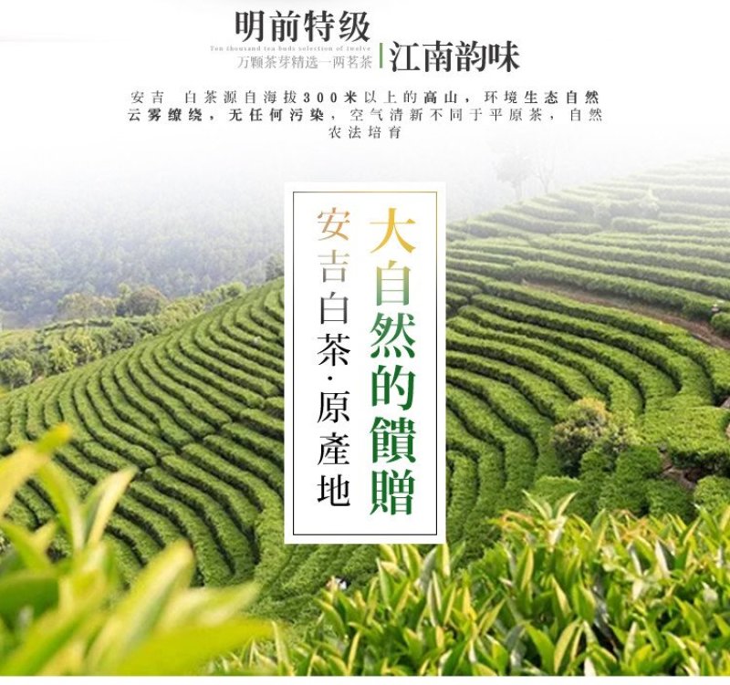 白茶正宗安吉2020年新茶叶礼盒装250g有好货一件代发