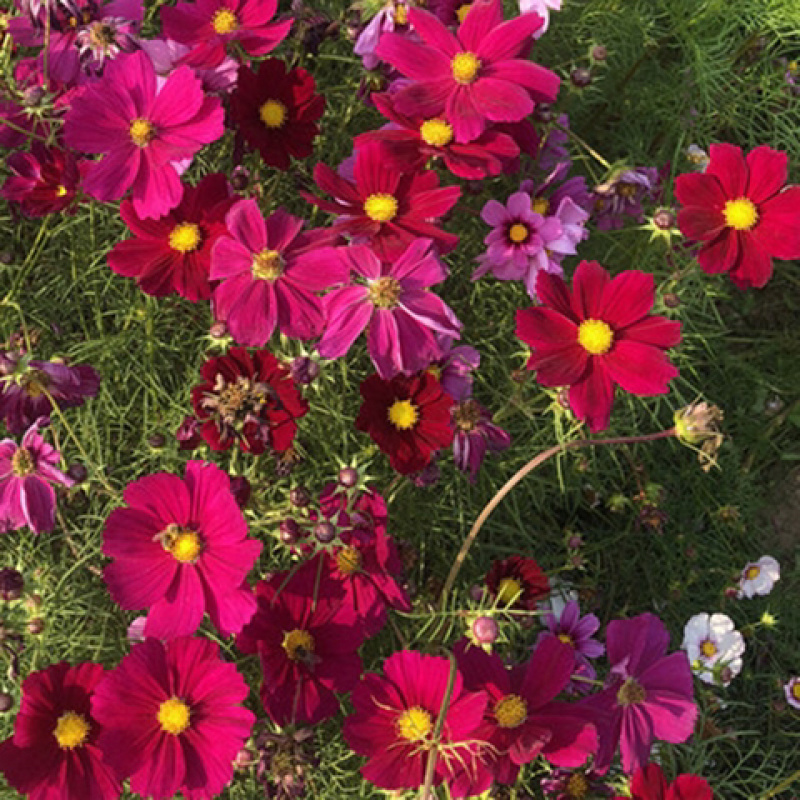 波斯菊花种子格桑花种籽四季开花易活庭院野花组合
