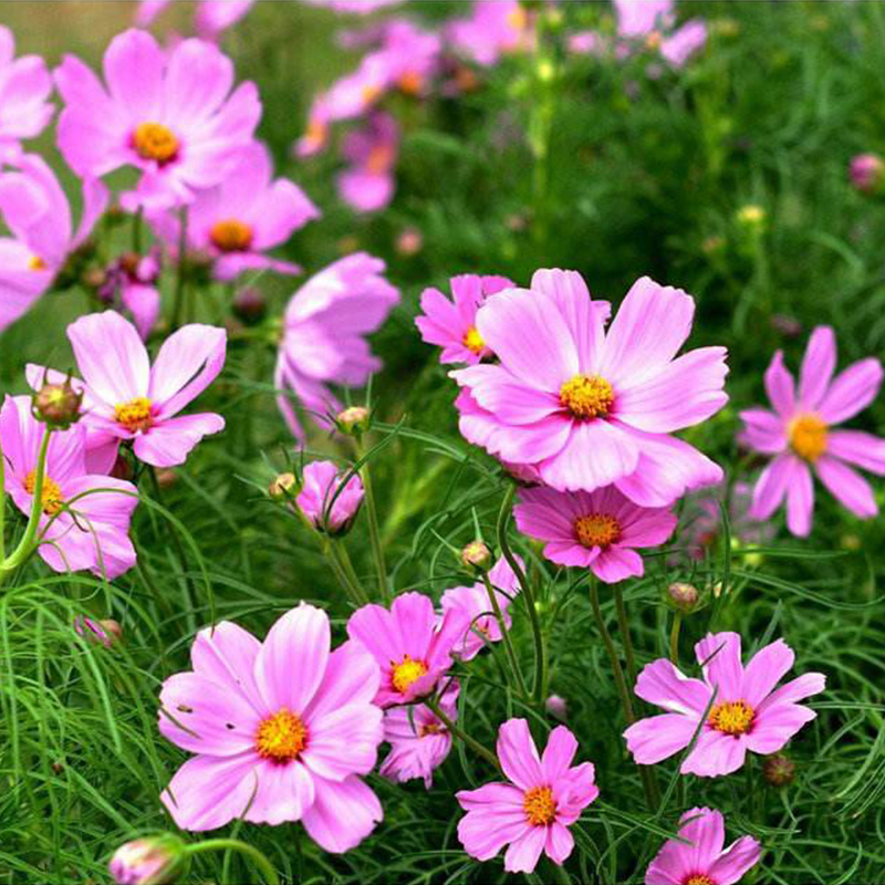 波斯菊花种子格桑花种籽四季开花易活庭院野花组合