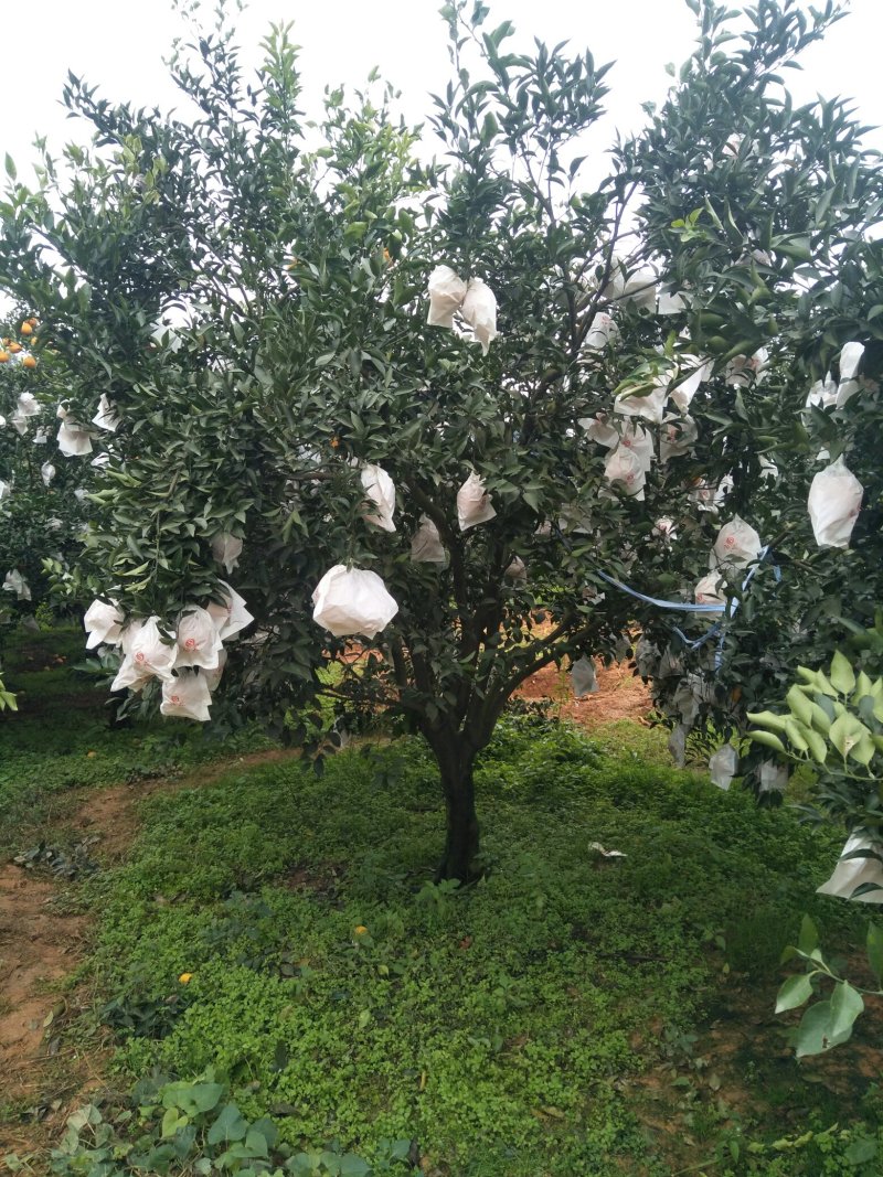长期供应各种规格及品种果树