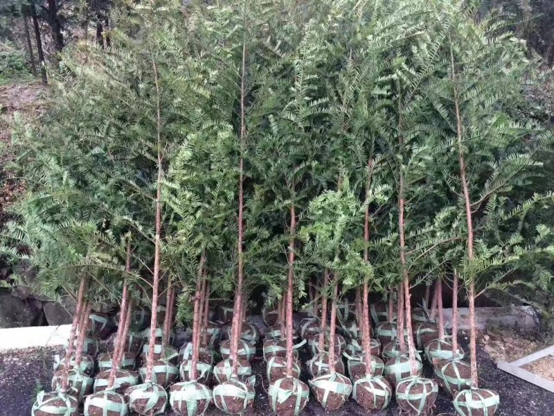 红豆杉2--20公分单杆出售各种